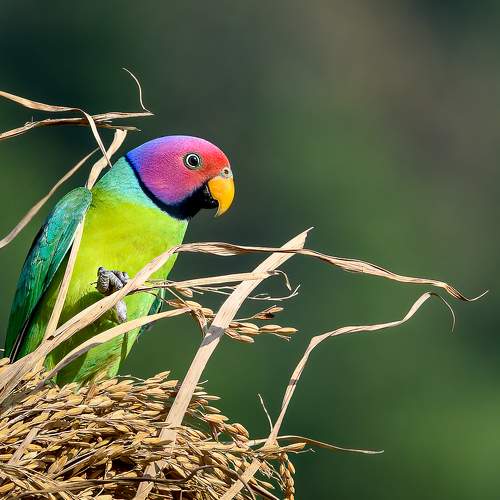 Превью фотографии фотографа Basavaraj M