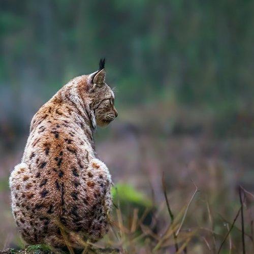 Preview Photographer\'s photo Tamara Patrejeva