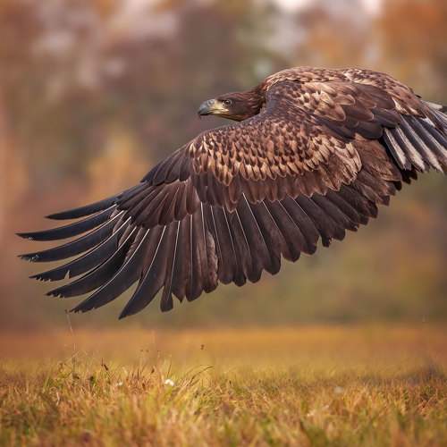 Превью фотографии фотографа Adamov Eddie