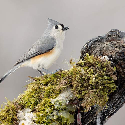 Превью фотографии фотографа Etkind Elizabeth