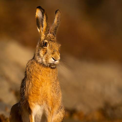 Preview Photographer\'s photo Adamec Robert
