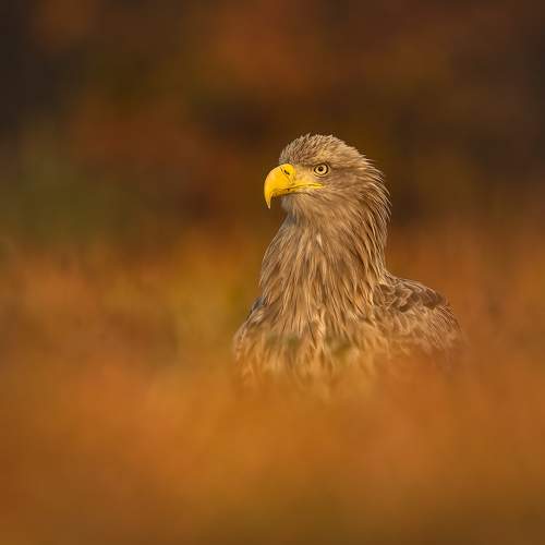 Превью фотографии фотографа Adamov Eddie