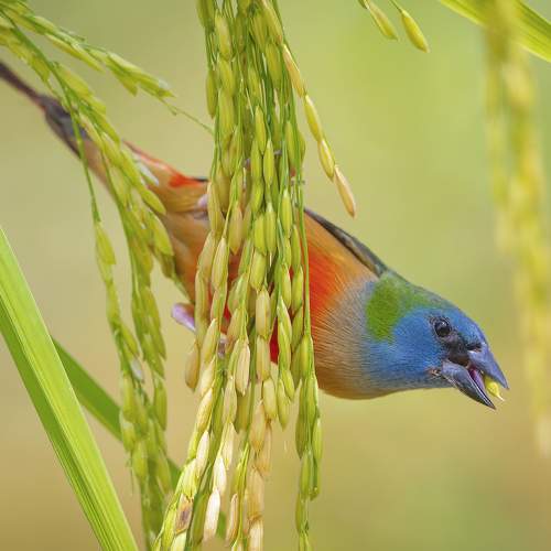 Preview Photographer\'s photo Vo Rin