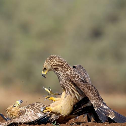 Превью фотографии фотографа Michael Faiman