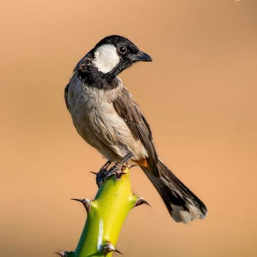 Preview Photographer\'s photo parth kansara