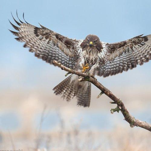 Превью фотографии фотографа Dominik Chrzanowski