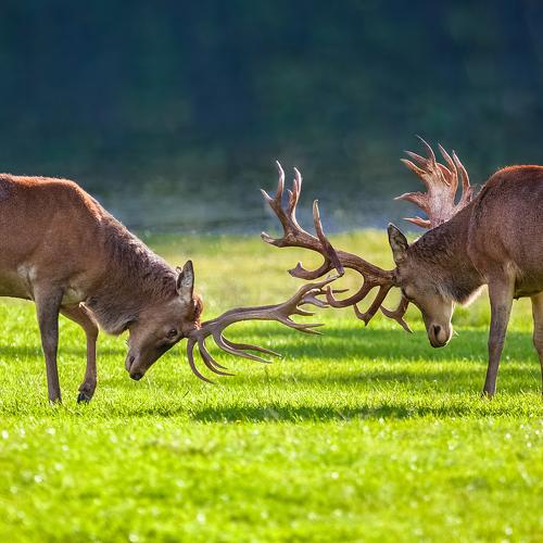 Превью фотографии фотографа Tamara Patrejeva