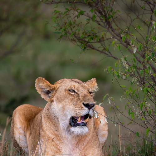 Превью фотографии фотографа Zubair Irshad