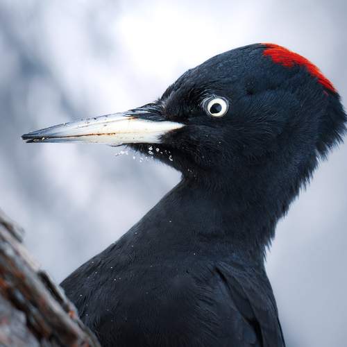 Превью фотографии фотографа Поляков Михаил