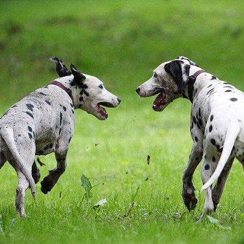 Превью фотографии фотографа KI-FA.ru