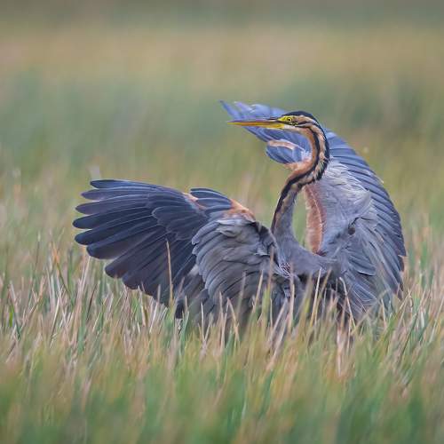 Preview Photographer\'s photo Vo Rin