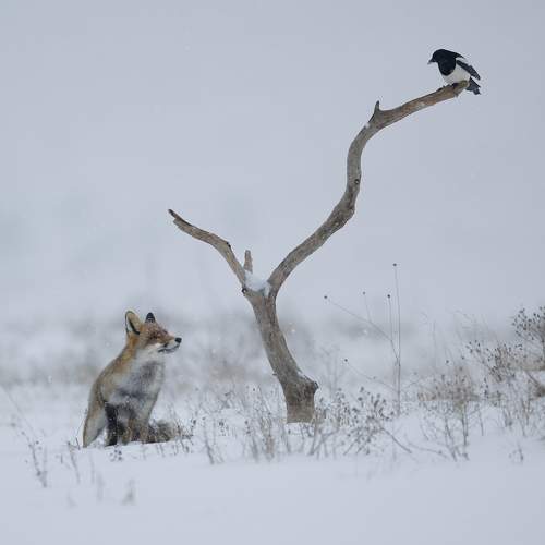 Preview Photographer\'s photo Мартин Попов