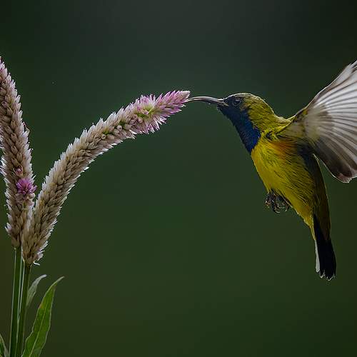 Preview Photographer\'s photo Budi Gunawan