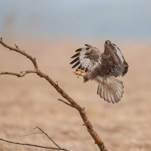 Превью фотографии фотографа Dominik Chrzanowski
