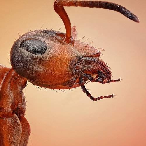 Превью фотографии фотографа regayip