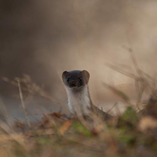 Превью фотографии фотографа Герчев Николай