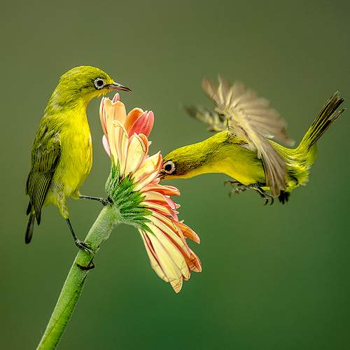 Preview Photographer\'s photo Budi Gunawan