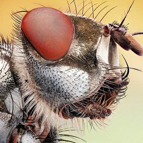 Превью фотографии фотографа regayip