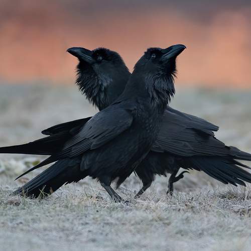 Превью фотографии фотографа Мартин Попов