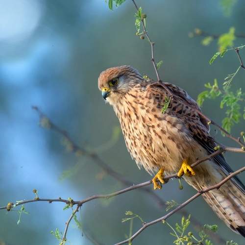 Превью фотографии фотографа  Людмил@