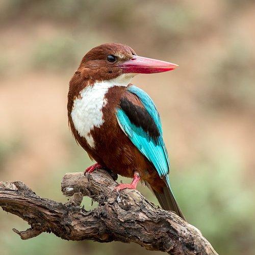 Превью фотографии фотографа Наум Пятов