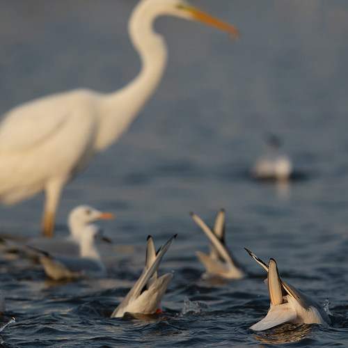 Превью фотографии фотографа Dr Ajay Kumar Singh