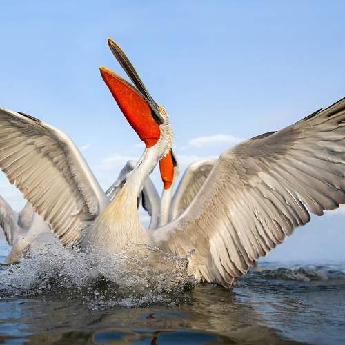 Превью фотографии фотографа Ivan Ivanov