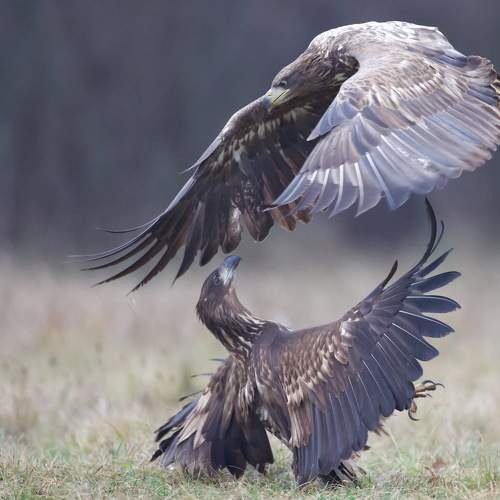 Превью фотографии фотографа David Manusevich