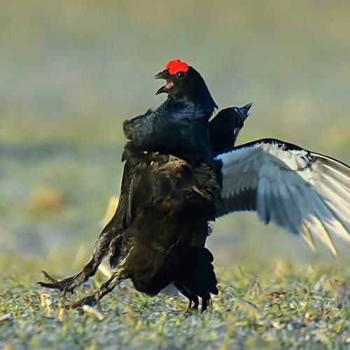 Превью фотографии фотографа andris