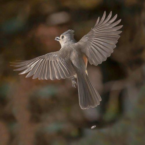 Превью фотографии фотографа Антонина Яновска