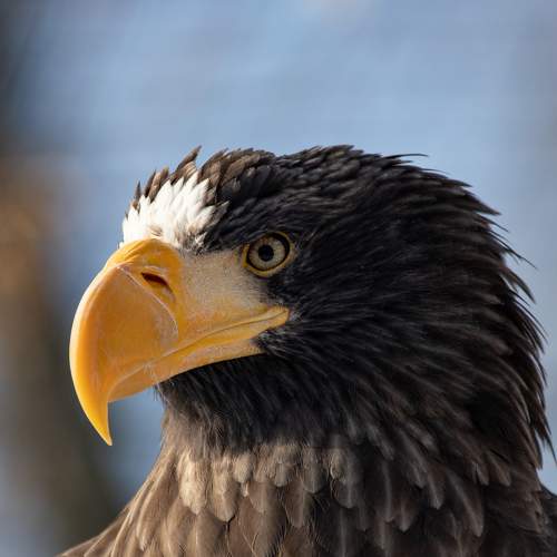 Превью фотографии фотографа Evgenia Loskutova