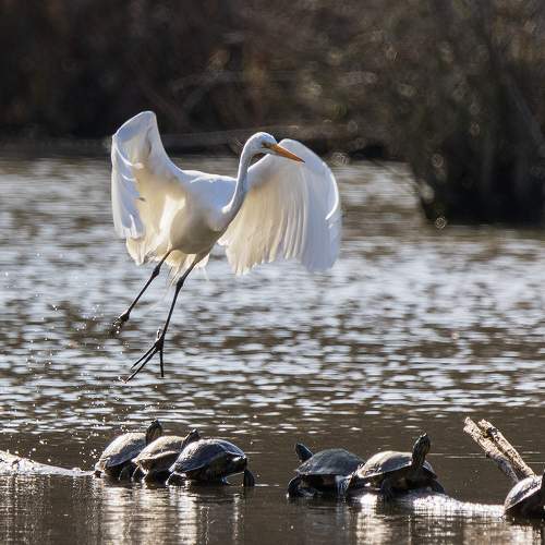 Превью фотографии фотографа Leonid Dyachenko
