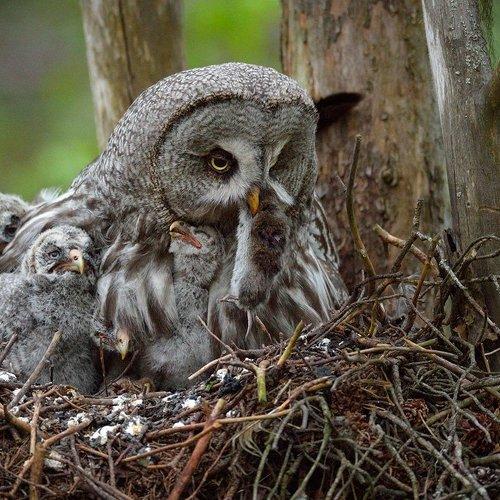 Превью фотографии фотографа Igor Shilokhvost