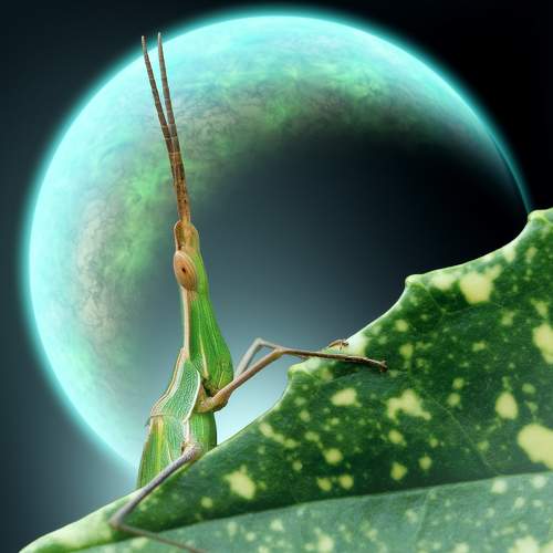 Превью фотографии фотографа TORNIKE PAPKIAURI