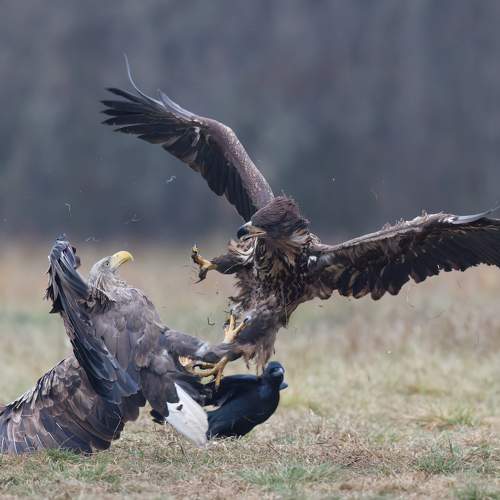 Превью фотографии фотографа Фруман Евгений