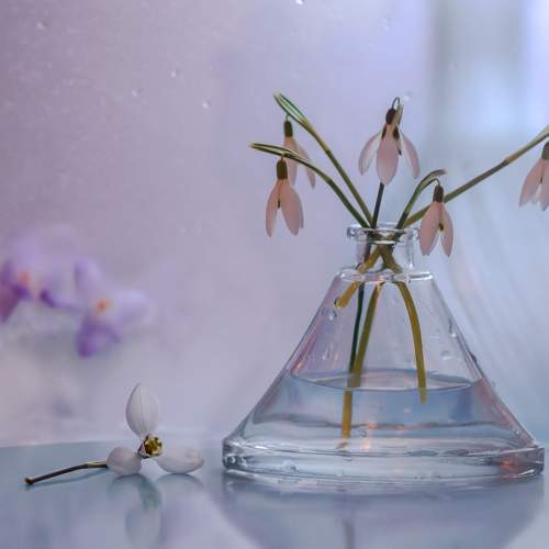 Preview Photographer\'s photo Антонина Яновска