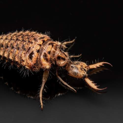 Превью фотографии фотографа  Stephane