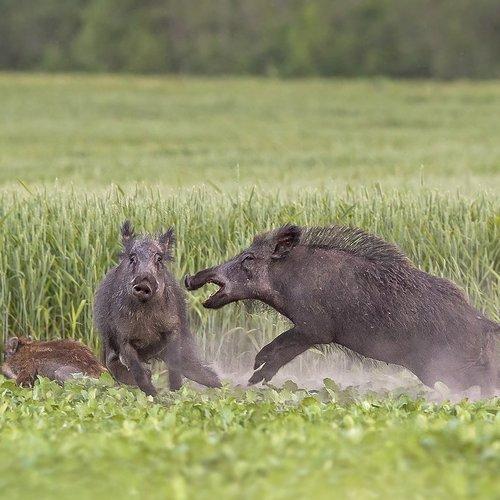 Preview Photographer\'s photo Darius Babelis