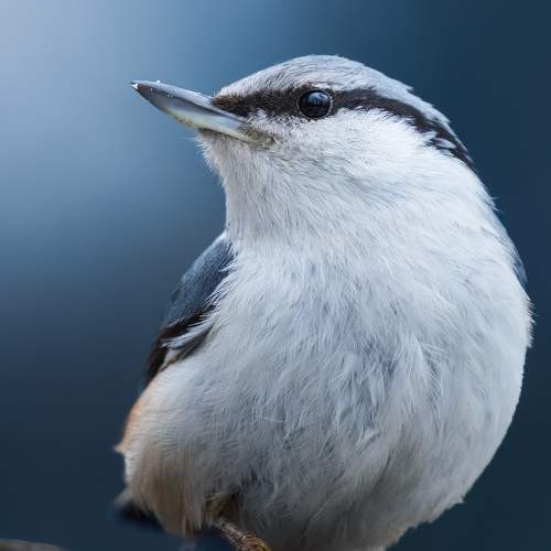 Превью фотографии фотографа Поляков Михаил