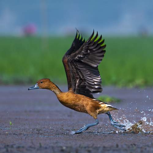 Preview Photographer\'s photo Diganta Roy