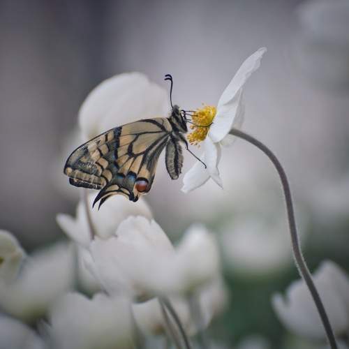 Preview Photographer\'s photo Герчев Николай