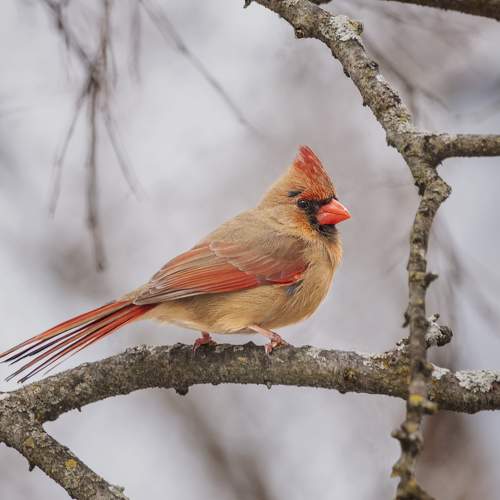 Preview Photographer\'s photo Yury Lugansky