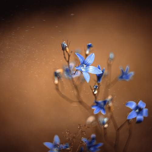 Превью фотографии фотографа Rut Andrey