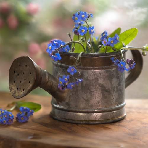 Превью фотографии фотографа Антонина Яновска