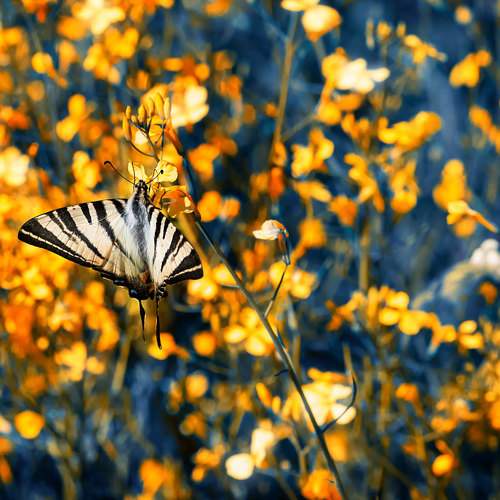 Превью фотографии фотографа Полина Васеева