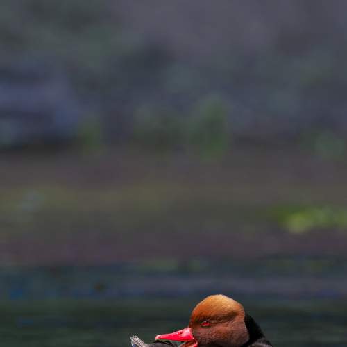 Превью фотографии фотографа Diganta Roy