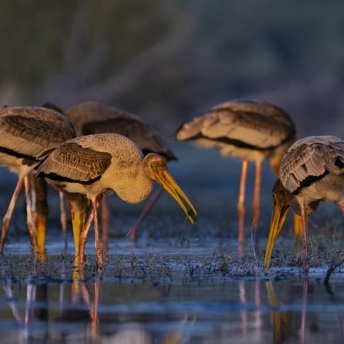 Preview Photographer\'s photo Diganta Roy