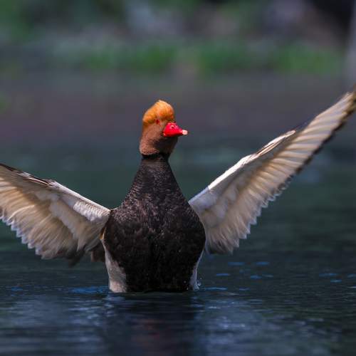 Preview Photographer\'s photo Diganta Roy