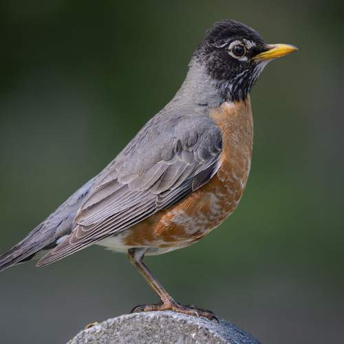 Preview Photographer\'s photo Yury Lugansky