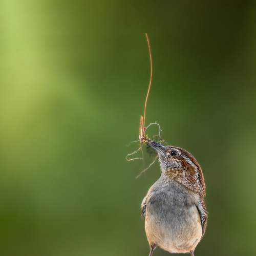 Превью фотографии фотографа Atul Saluja